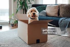 Our dog deliver